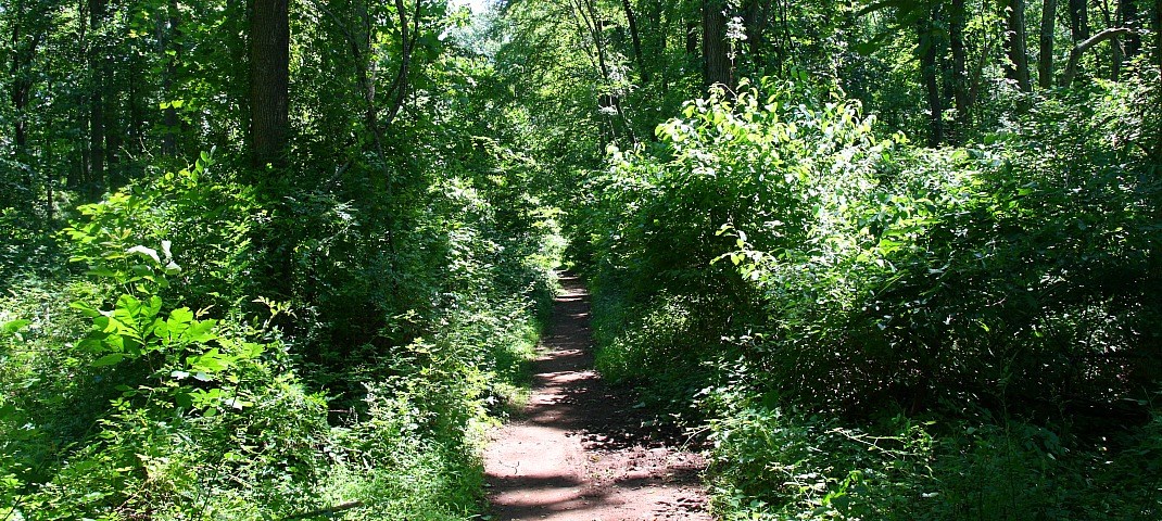 Wooded trail at Baldpate Mountain in Hopewell Township, New Jersey
