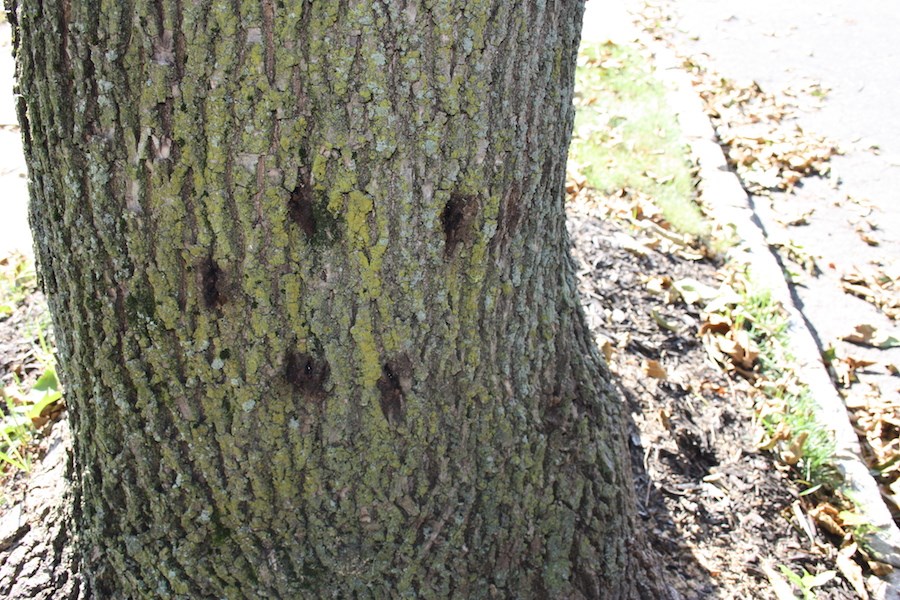 Holes marking an Ash tree's infestation with the Emerald Ash Borer beetle