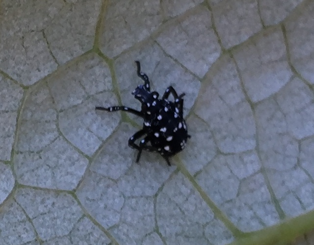 Look Out For Destructive Spotted Lanternflies! - Mercerme