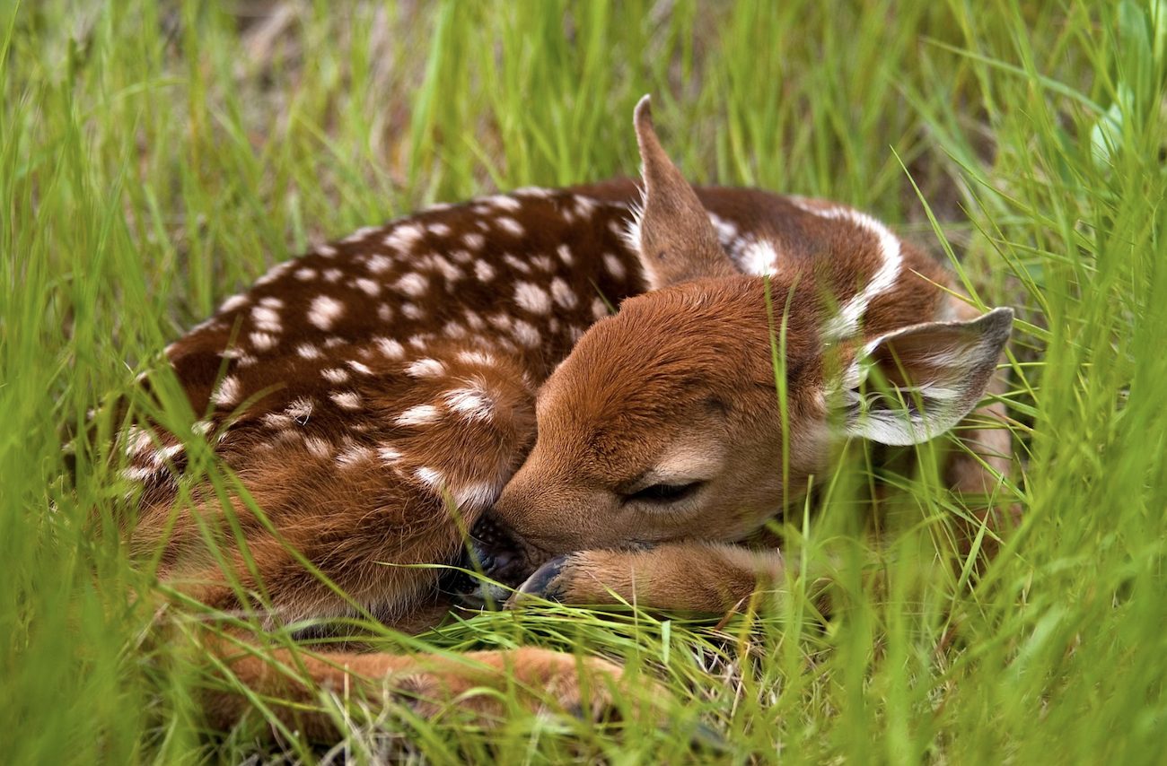 Leave That Fawn Alone What To Know If You Find A Fawn Mercerme