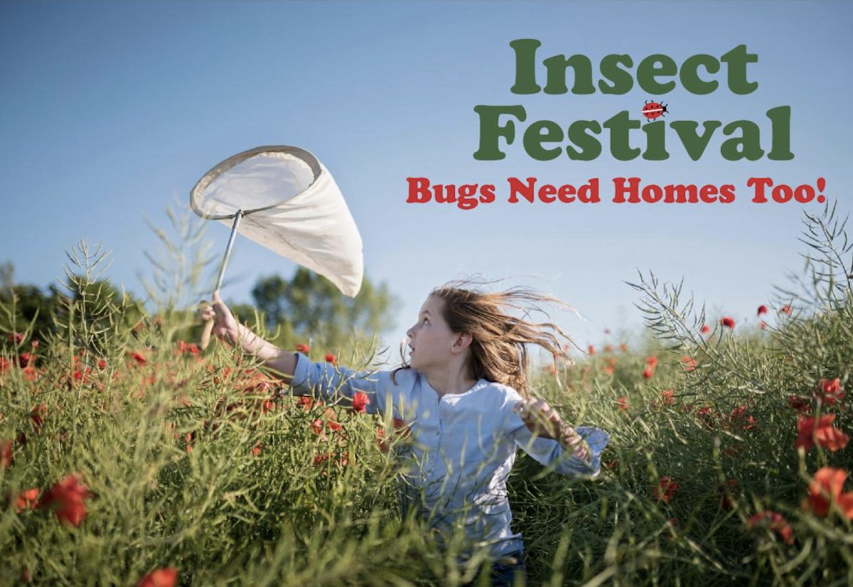 "Bugs need a home too" at this year's Insect Festival MercerMe