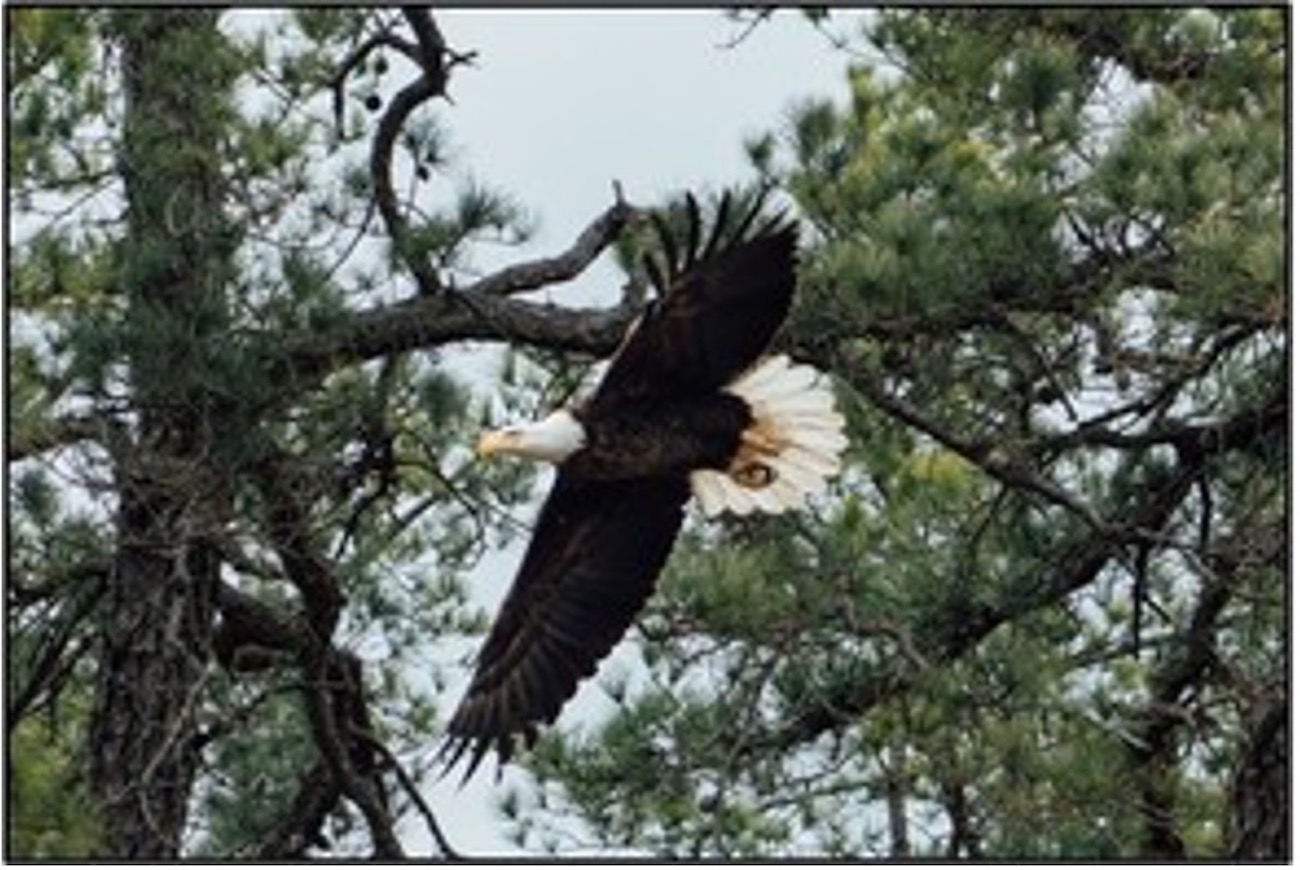 Re-sighting New Jersey Eagles « Conserve Wildlife Foundation of New Jersey