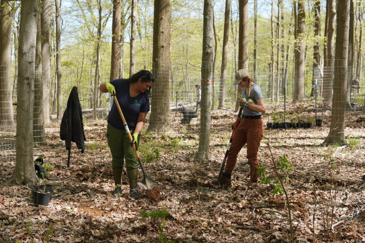 Caption: Sourland Conservancy stewardship interns, Sam Guman and Danielle Deering planting trees and shrubs inside of a deer exclosure.